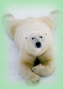 sprawling polar bear photo